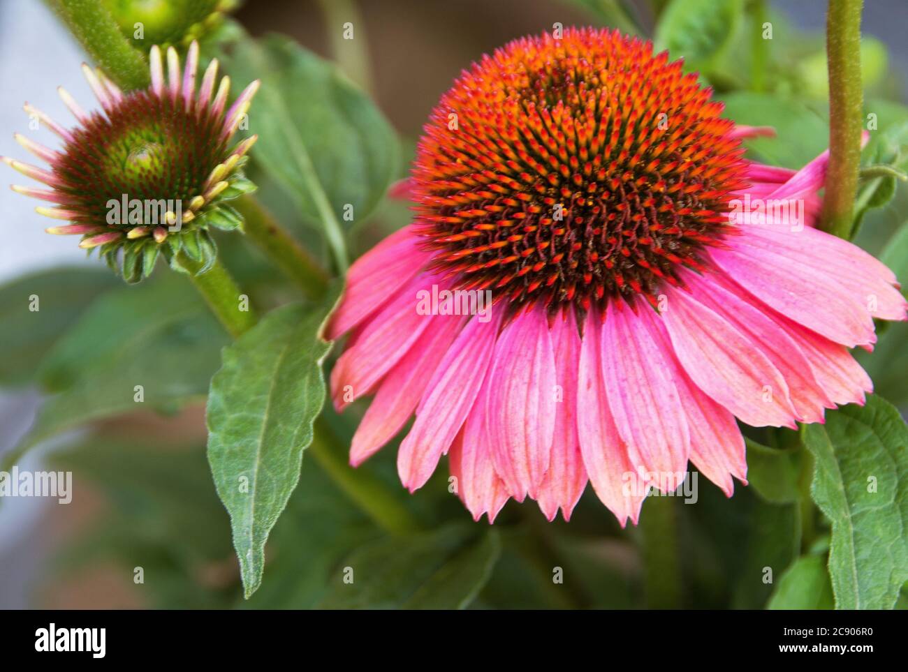 Echinacea ‘M„Woodz Satisfy“ Stockfoto