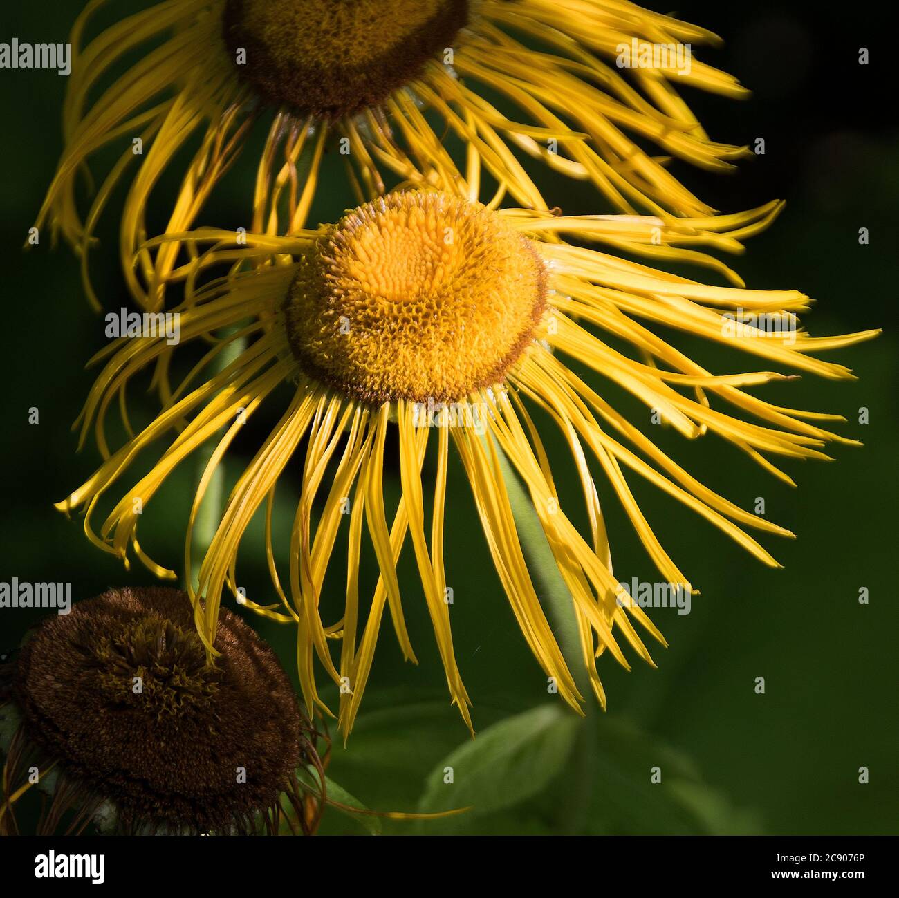 Inula helenium Stockfoto