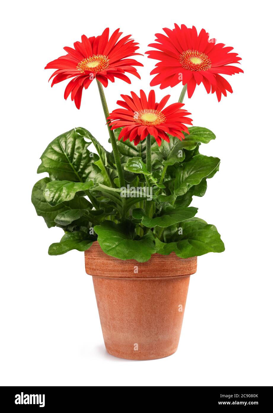 Red Gerbera Daisy In White Stockfotos und -bilder Kaufen - Alamy