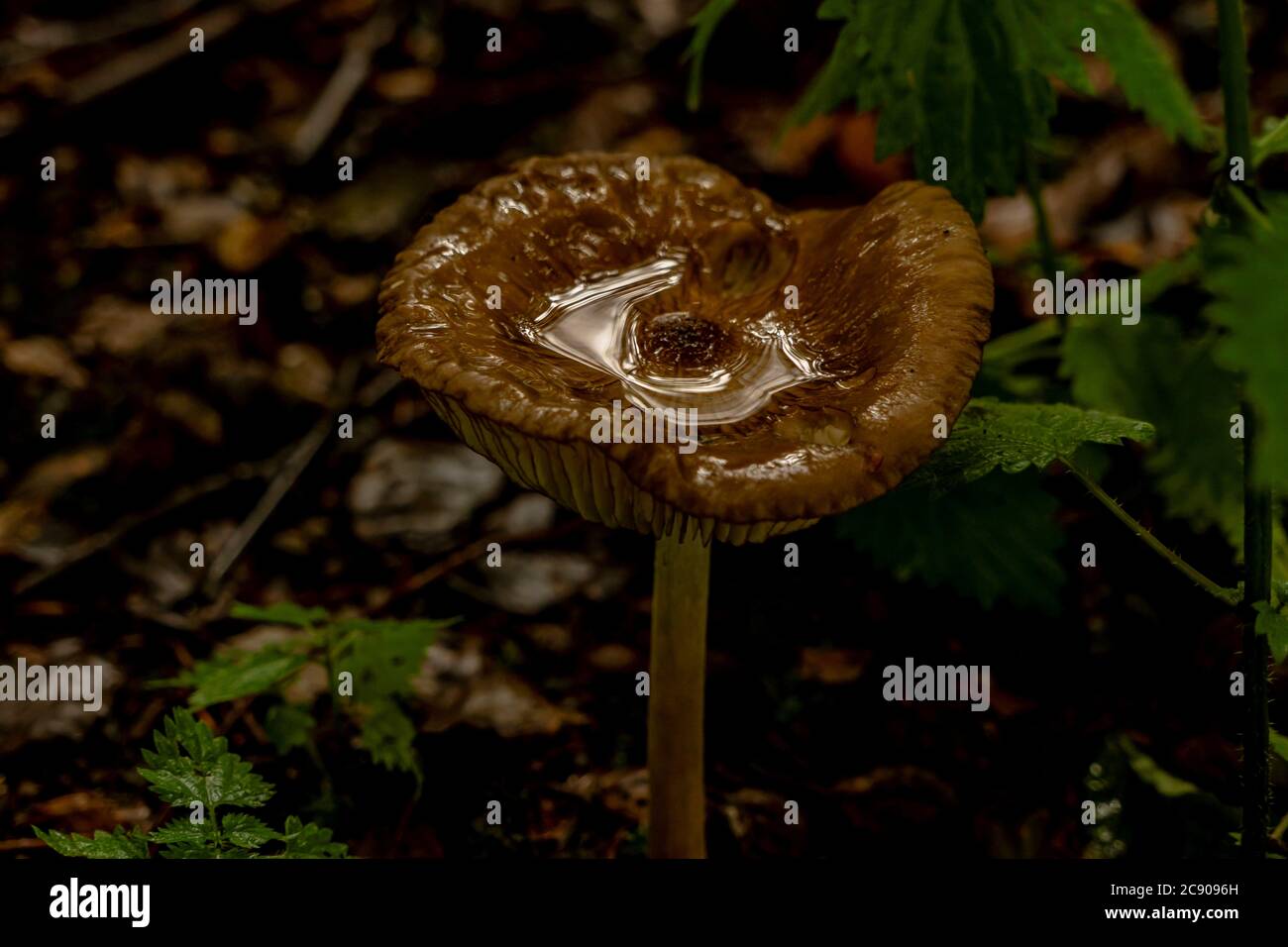 Ein wilder Pilz, der in den Wäldern wächst und mit Wasser gefüllt ist Stockfoto