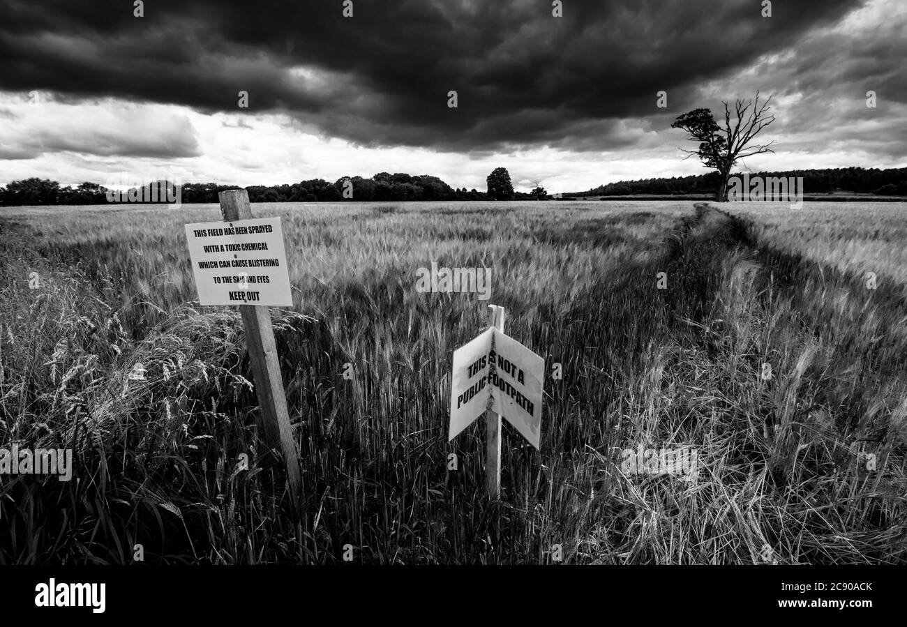 Warnhinweis, der den Menschen sagt, kein Weizenfeld als Fußweg zu benutzen, England, Großbritannien Stockfoto