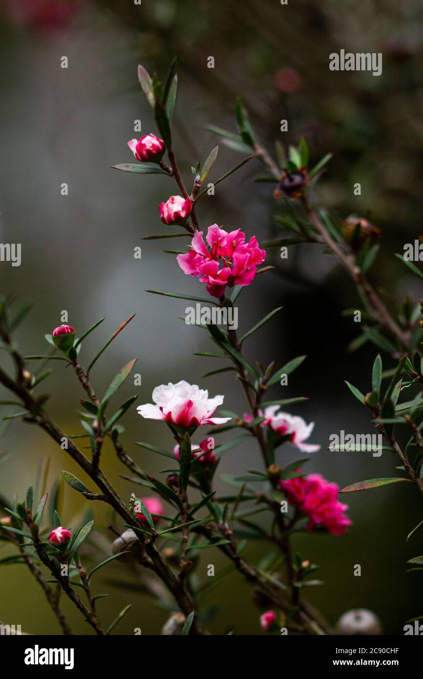 Nahaufnahme Porträt von Neuseeland Teebaum Blumen. Stockfoto