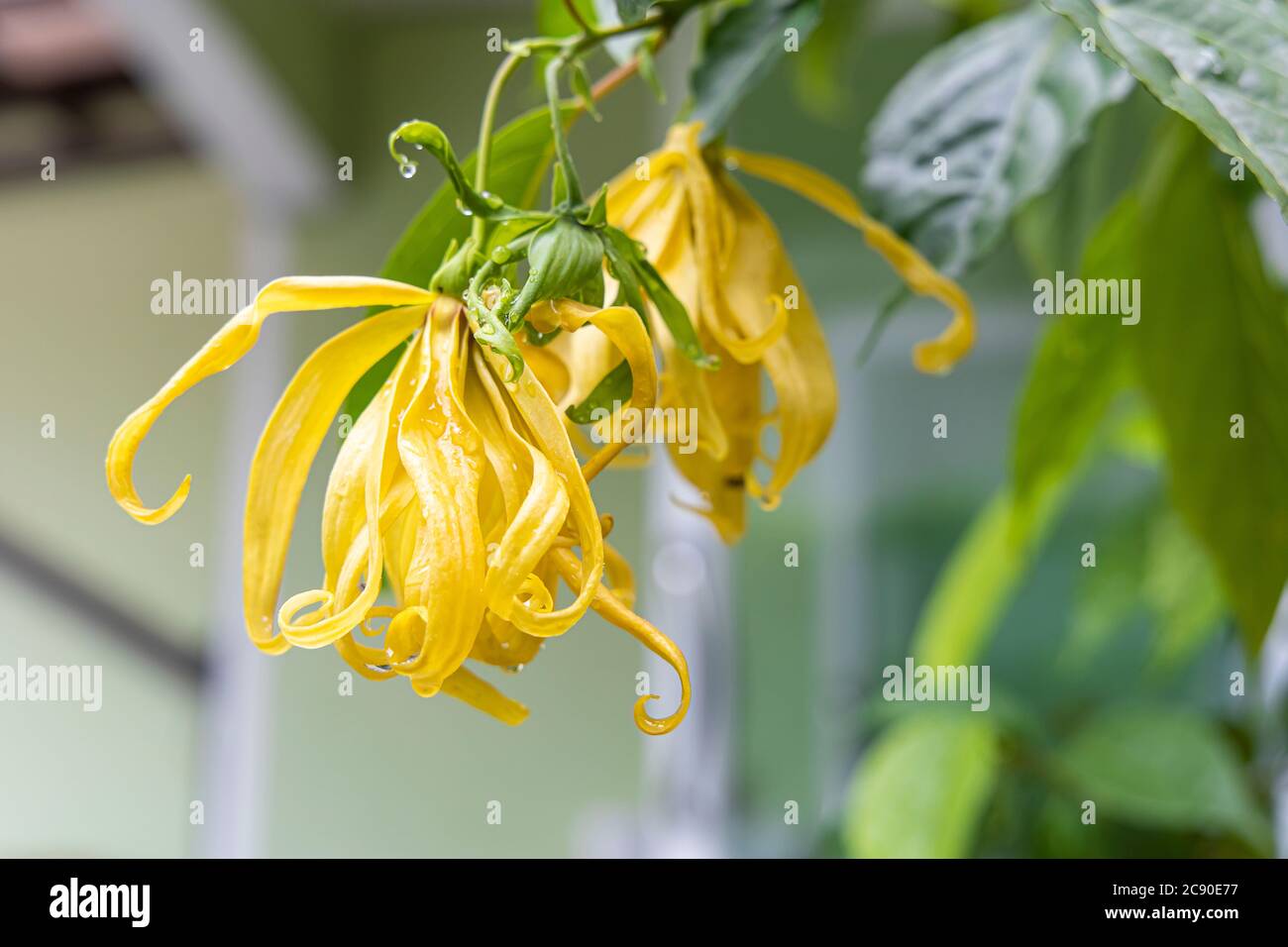 Nahaufnahme der Cananga odorata Blume mit dem Blatt nach dem Regen. Stockfoto