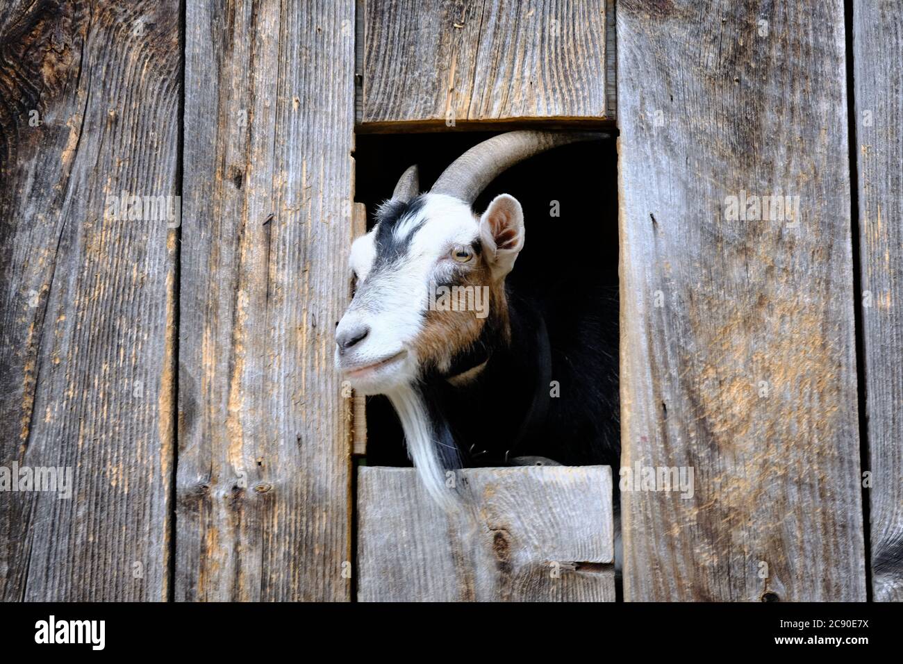 Ziege (Capra aegagrus hircus) mit Blick aus seinem Scheunenfenster auf Parc Omega, Montebello, Quebec, Kanada. Stockfoto