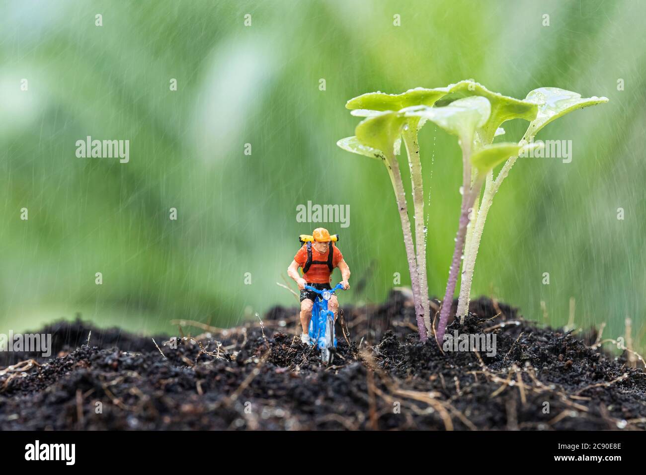 Nahaufnahme von Miniatur-Fahrradfahrer mit Grünkohl Wachstum auf dem Boden und fahren Sie ein Fahrrad im Regen. Stockfoto