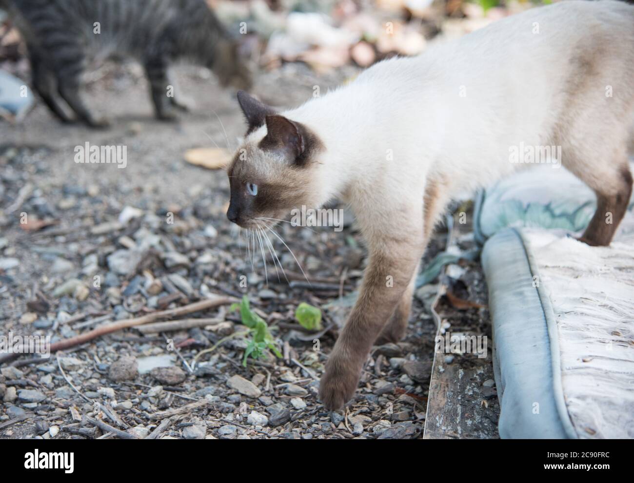 Siamesische Katze, die in der Wildkatzenkolonie im öffentlichen Park in Christiansted auf St. Croix in der USVI die Matratze abtritt Stockfoto