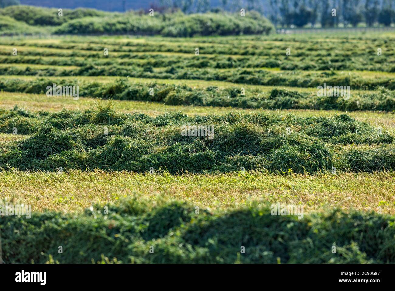 USA, Idaho, Sun Valley, frisch geschnittenes Gras im Feld Stockfoto