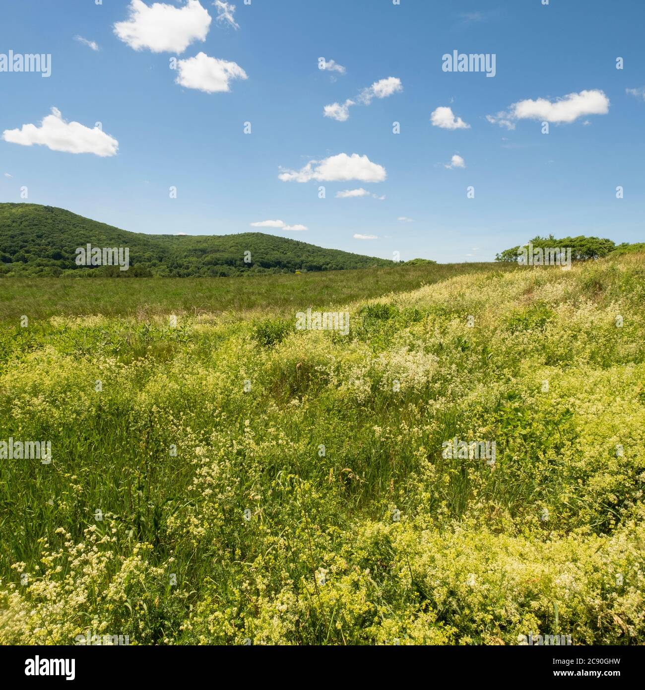 USA, New York, Hillsdale, Green Fields und blauer Himmel Stockfoto