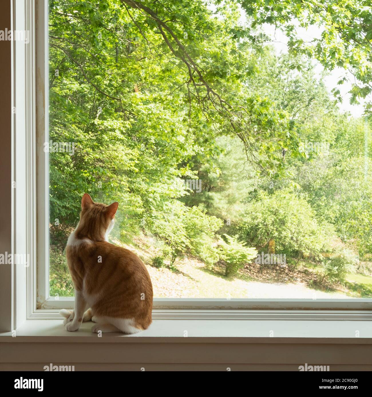 Hauskatze mit Blick aus dem Fenster Stockfoto