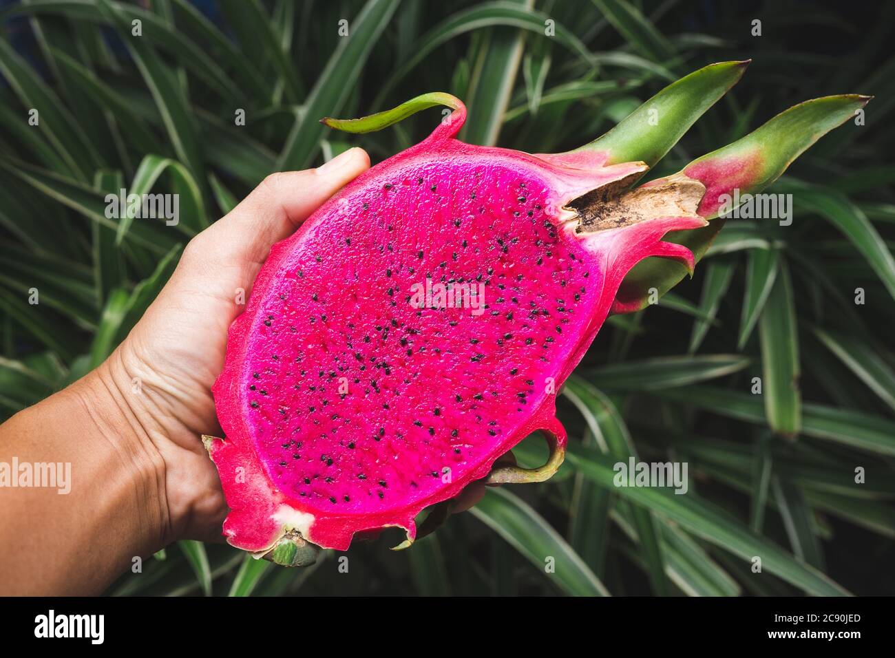 Frische Drachenfrucht - Pitaya-Frucht Stockfoto