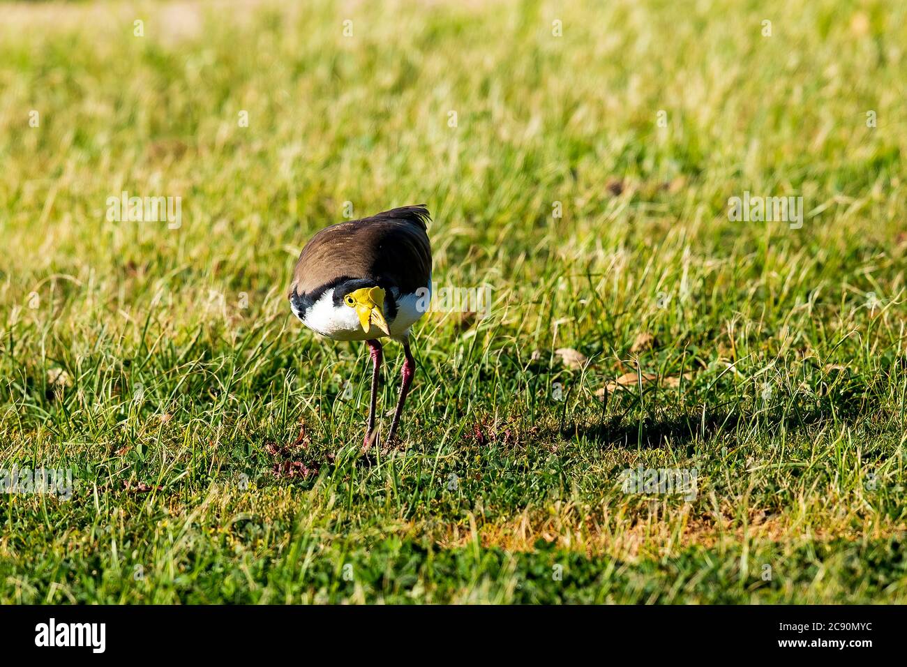 Erwachsene maskierte Kiebitz (Vanellus Meilen) freuen uns Stockfoto