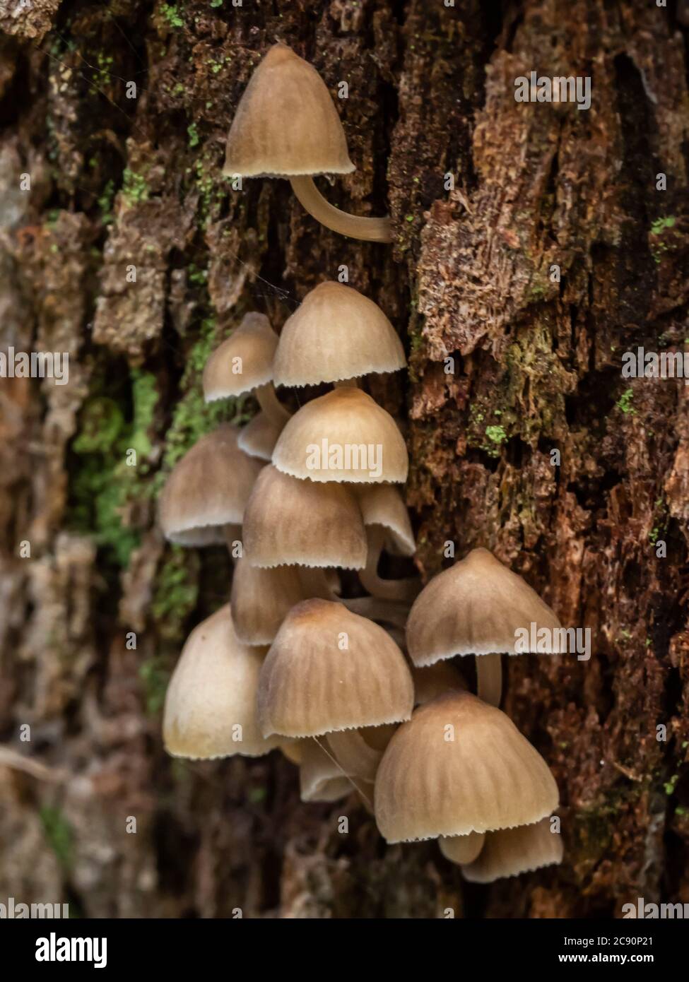 Eine Gruppe von Pilzen allgemein bekannt als Fairy Hauben (Coprinellus disseminatus) Stockfoto