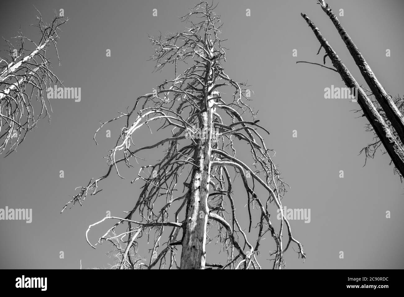 Ein verbrannter Baum auf Mt. Graham, außerhalb von Safford, Arizona. Stockfoto Ein verbrannter Baum auf Mt. Graham, außerhalb von Safford, Arizona. Stockfoto