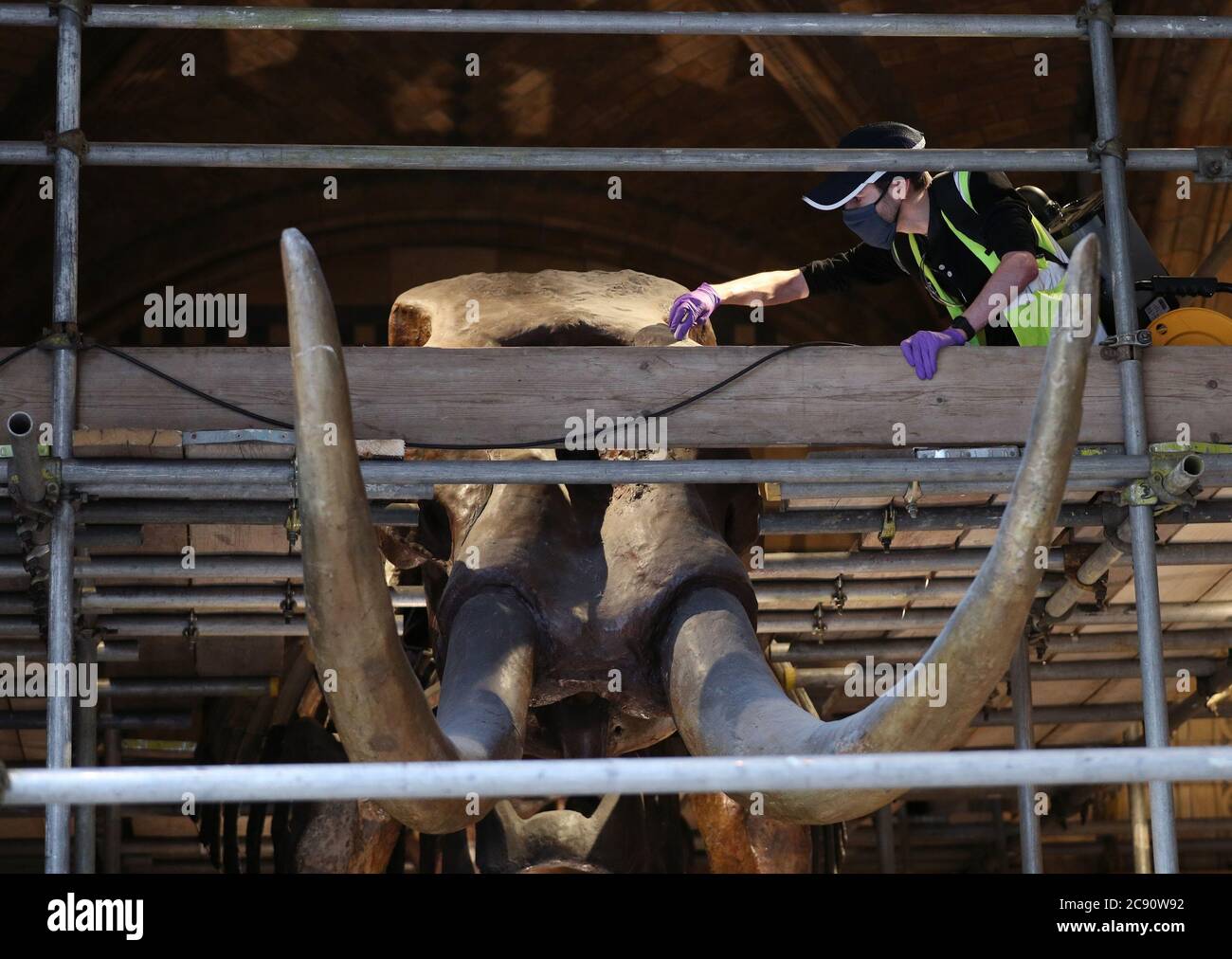 Ein Konservator, der ein amerikanisches Mastodon im Natural History Museum in London reinigt, während das Museum sich darauf vorbereitet, am Mittwoch, den 5. August, nach der Sperrung des Coronavirus wieder für die Öffentlichkeit zu öffnen. Stockfoto