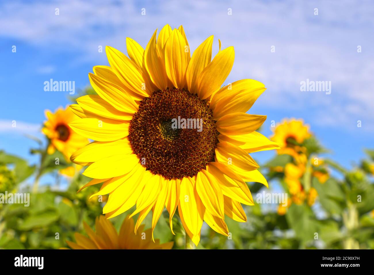 Nahaufnahme einer Sonnenblume (Helianthus annuus) Stockfoto