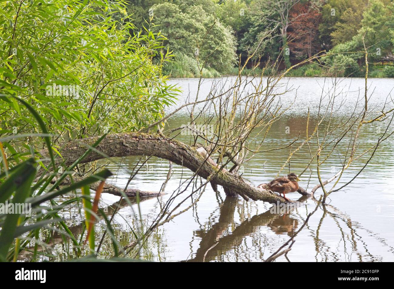 Ein Baum Ast überhängt den See im Allestree Park in der Nähe von Derby, East Midlands mit wilden Wasservögeln Mallards. Stockfoto