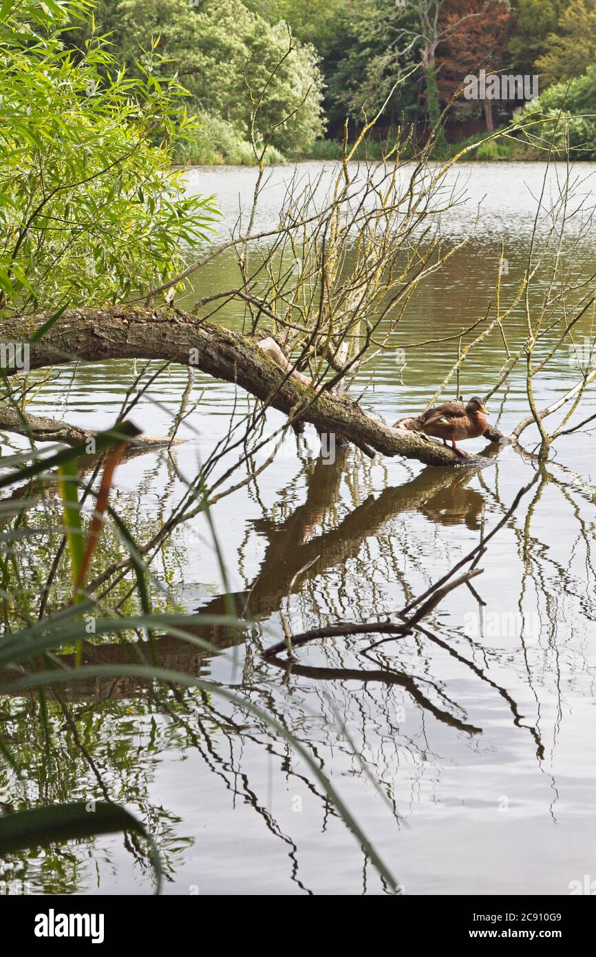 Ein Baum Ast überhängt den See im Allestree Park in der Nähe von Derby, East Midlands mit wilden Wasservögeln Mallards. Stockfoto