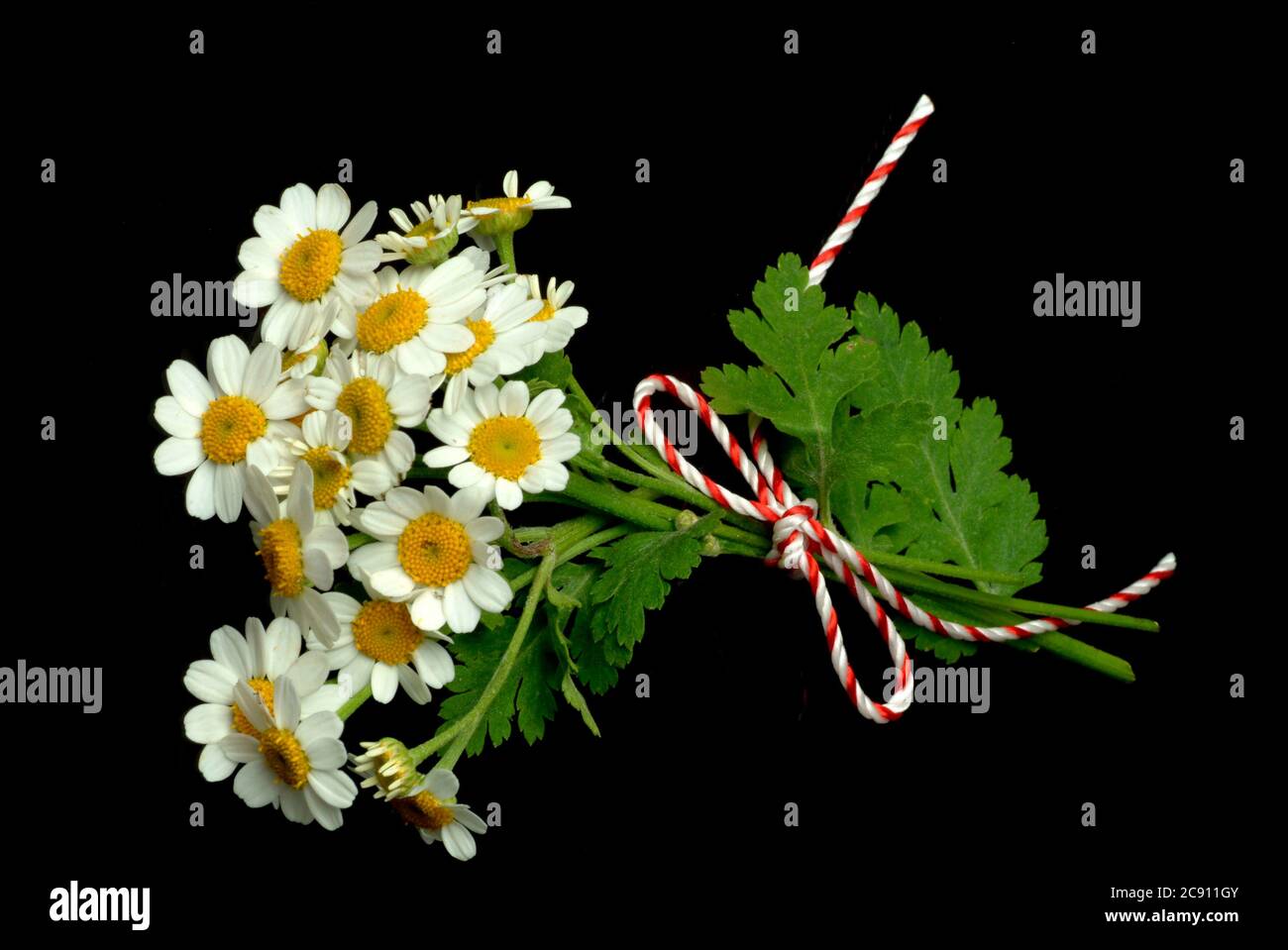 Fieberfew, Tanacetum parthenium, SYN .: Chrysantheme parthenium. Andere gebräuchliche Namen sind Falsche Kamille, Zierkamille und Feverfew. Fieberst h Stockfoto