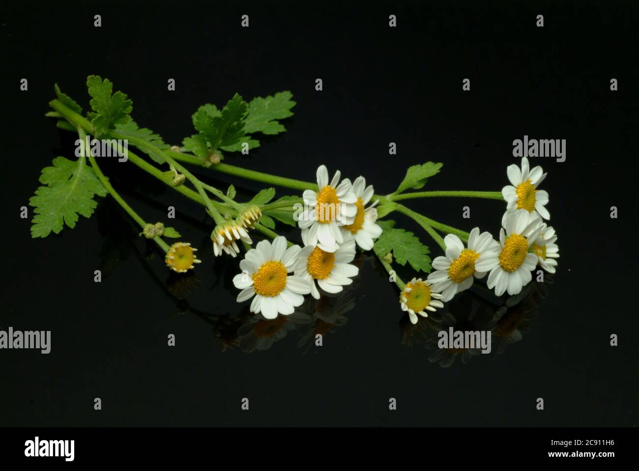 Fieberfew, Tanacetum parthenium, SYN .: Chrysantheme parthenium. Andere gebräuchliche Namen sind Falsche Kamille, Zierkamille und Feverfew. Fieberst h Stockfoto