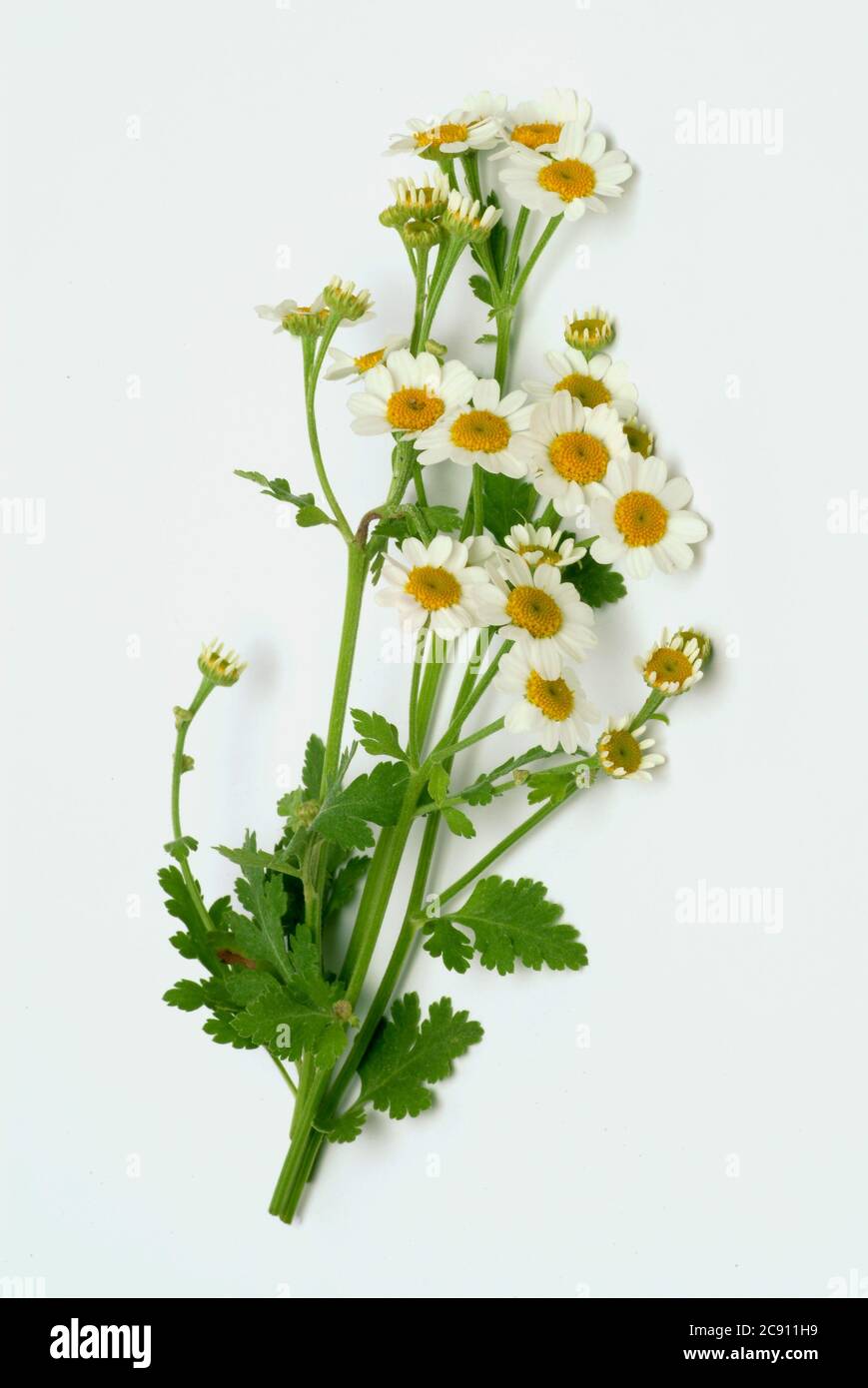 Fieberfew, Tanacetum parthenium, SYN .: Chrysantheme parthenium. Andere gebräuchliche Namen sind Falsche Kamille, Zierkamille und Feverfew. Fieberst h Stockfoto