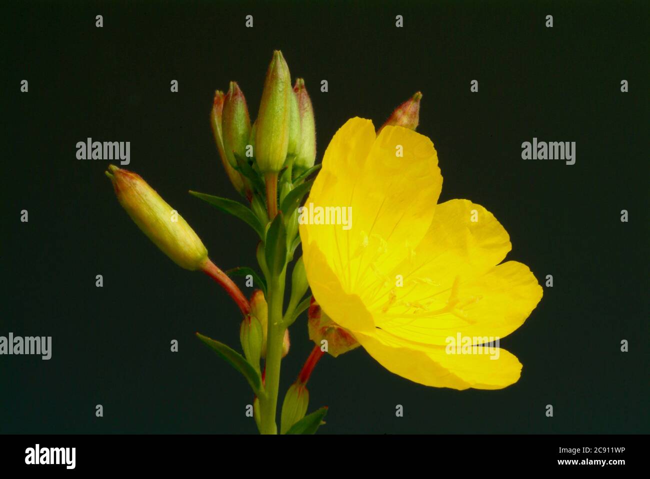Gemeinsame Nachtkerze, Oenothera biennis.Heilpflanze. Ölpflanze. Anwendungen: Ekzem, atopische Dermatitis, diabetische Neuropathie, Mastodynie / , Geme Stockfoto