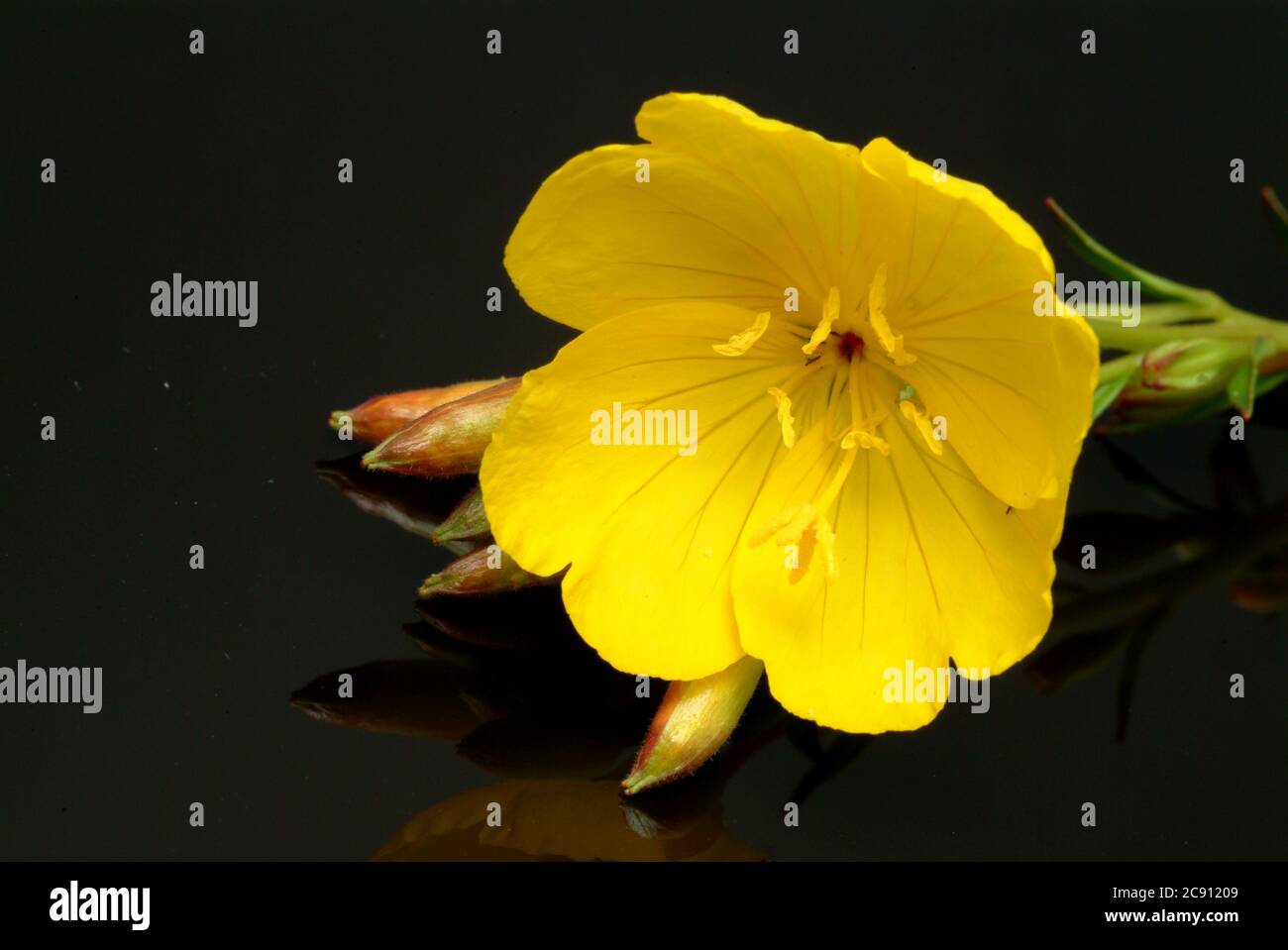 Gemeinsame Nachtkerze, Oenothera biennis.Heilpflanze. Ölpflanze. Anwendungen: Ekzem, atopische Dermatitis, diabetische Neuropathie, Mastodynie / , Geme Stockfoto