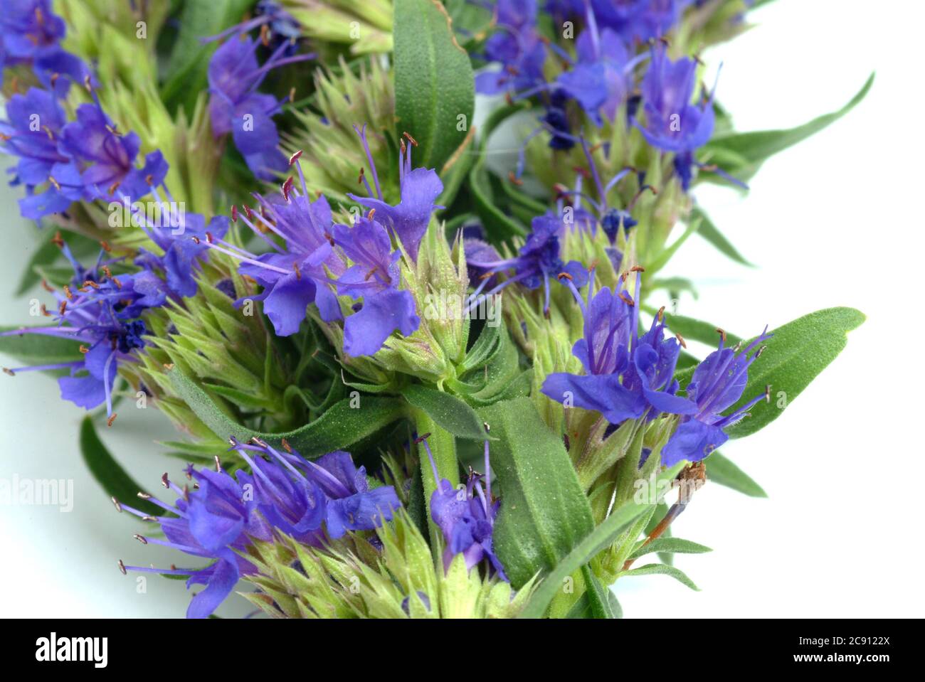 Ysop, Heilkraut, Heilpflanze, Heilpflanze, Yssopus officinalis, Ysop, Heilpflanze, Kraut, Issopo / , Ysop, Heilpflanze, medizinische Verwendung, i Stockfoto