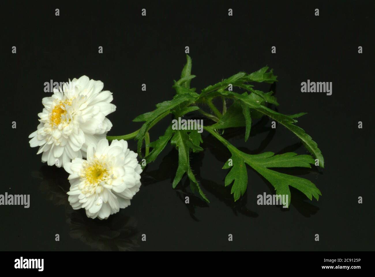 Römische Kamille, Kamille nobile wird als Heilpflanze verwendet. Die Blütenköpfe, die als Medikament Chamomilae romanae flos ätherische Öle haben, sind U Stockfoto
