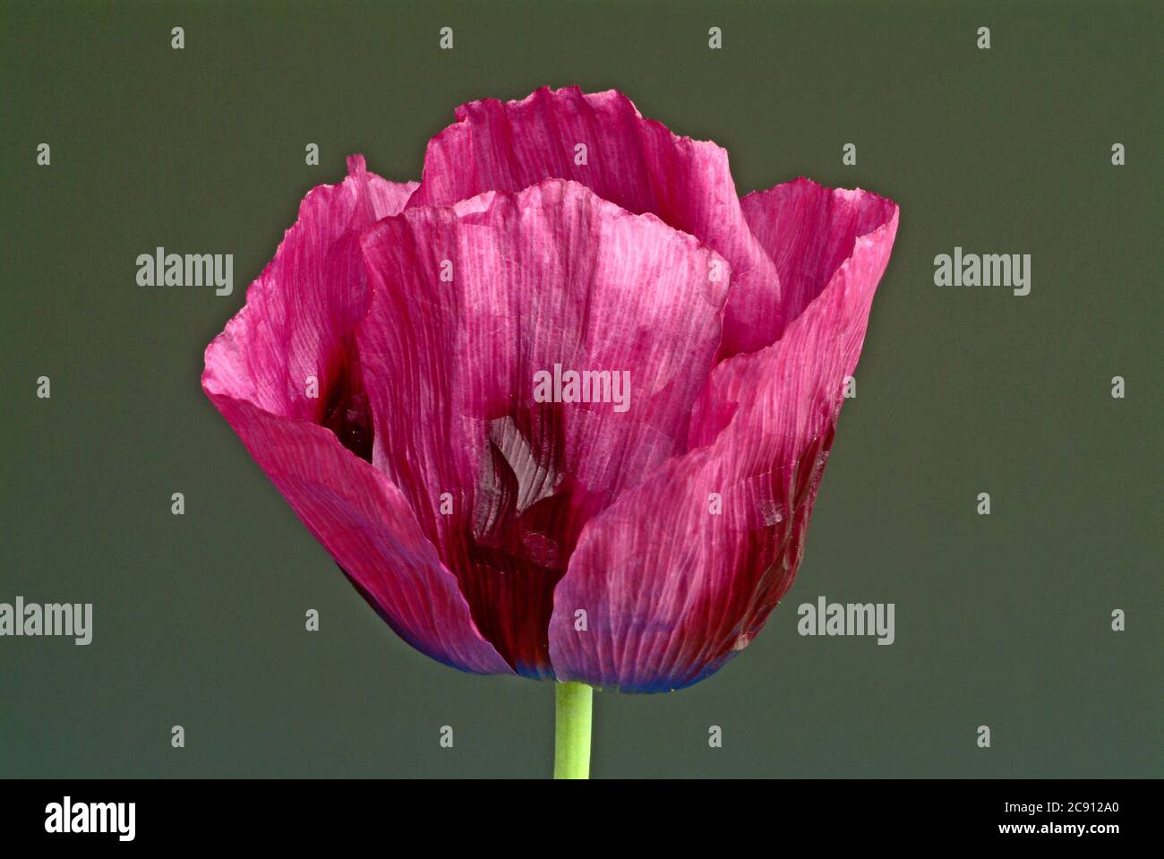 Blauer Mohn, Opiummohn, Papaver somniferum. Die Pflanze führt ein Latex durch, das in getrockneter Form Opium genannt wird. Eine Samenkapsel liefert etwa 20-50 mg r Stockfoto