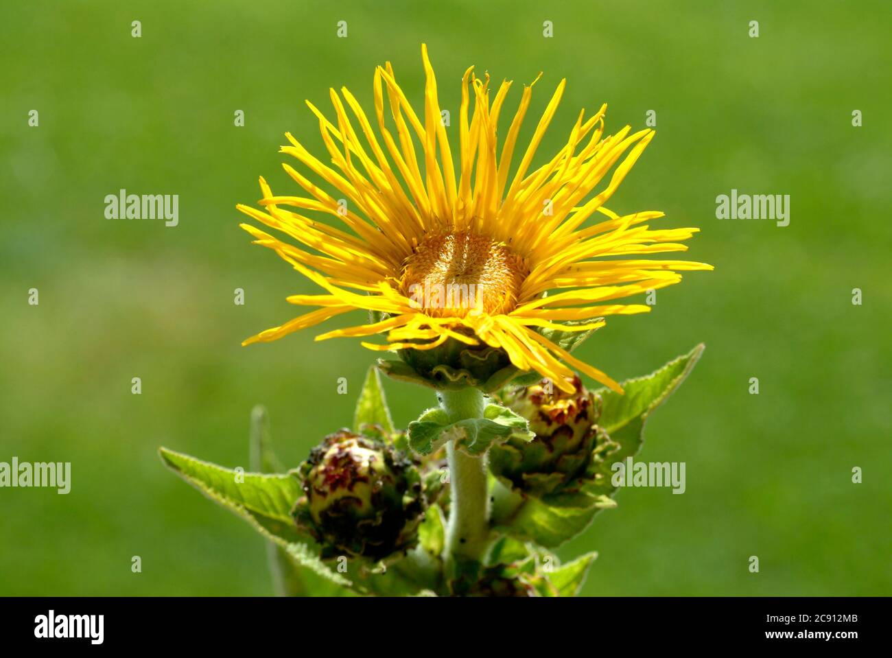 Elektampan, Inula helenium. Elektampan wird seit der Antike als Heilpflanze und aromatische Pflanze verwendet. In der Volksmedizin wird es unter Bedingungen verwendet Stockfoto
