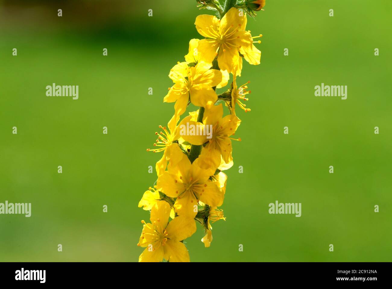 Agrimony, Agrimonia eupatoria, auch Ackerpflanze oder Agrimony. Heilpflanze: Die Wirkstoffe sind in den blühenden Sprossen und in den Stockfoto