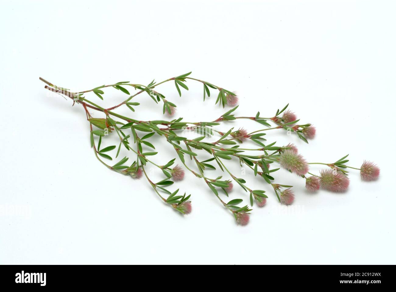 Trifolium arvense, Trifolium arvense. Beliebt ist er auch Acker Clover, Klee Katzen oder Mäuse Clover, und, wegen seiner Wirkung gegen Durchfall, als St. Stockfoto