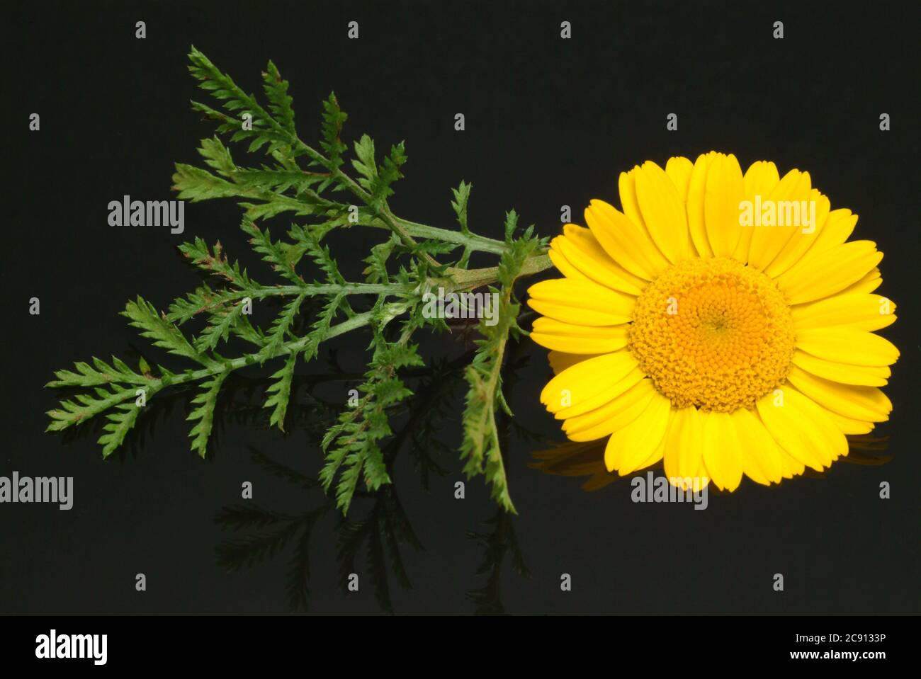 Faerberkamille, Anthemis tinctoria, SYN. Cota tinctoria, Dyer's Kamille. Die Faerberkamille ist eine alte Farbstoffpflanze, deren Blütenköpfe werden verwendet, um wo Stockfoto