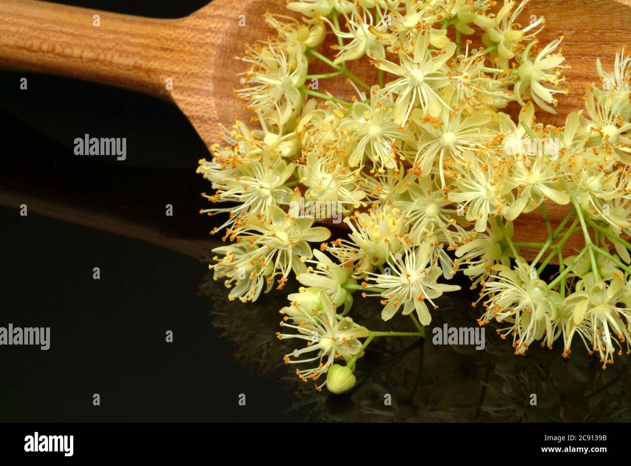 Lindenblüten der Sommerlinden, Tilia platyphyllos, sind lange als Heilmittel verwendet worden, und noch heute als solche Verwendung gefunden / , Lindenblueten der Somme Stockfoto