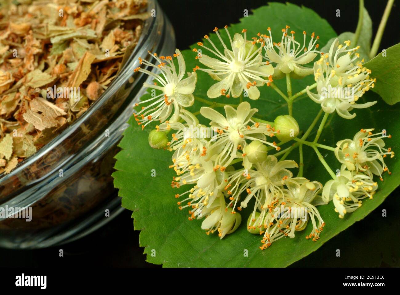 Sommerlinden, Tilia platyphyllos Lindenblüte, sind seit langem als Heilmittel verwendet worden, und noch heute als solche Verwendung getrocknete Blüten gefunden / , Lindenblueten d Stockfoto