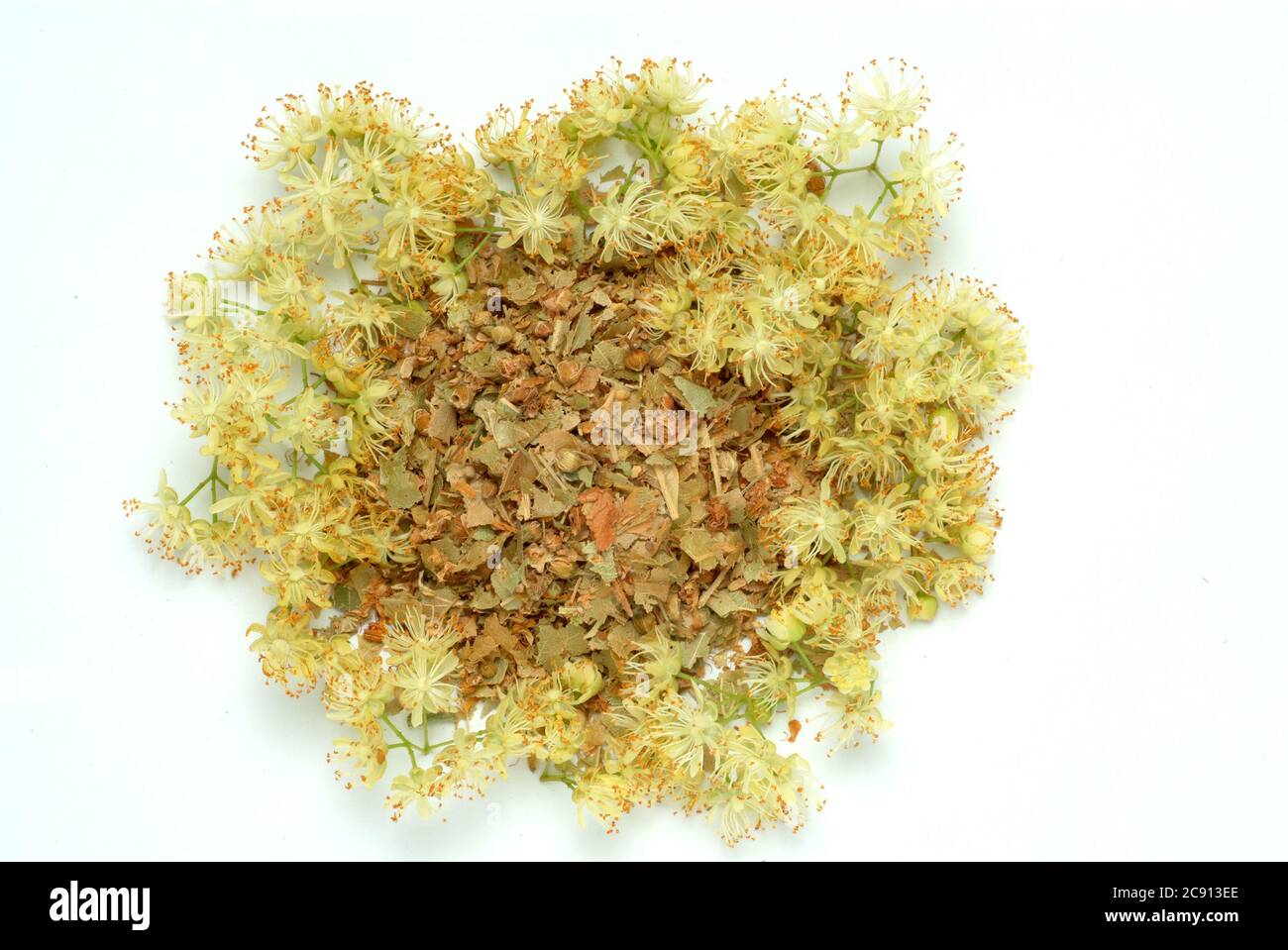 Sommerlinden, Tilia platyphyllos Lindenblüte, sind seit langem als Heilmittel verwendet worden, und noch heute als solche Verwendung getrocknete Blüten gefunden / , Lindenblueten d Stockfoto