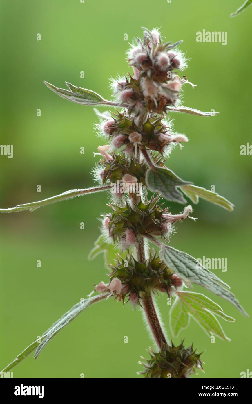 Mutterkraut, Leonurus cardiaca, Löwenschwanz oder Herz-Spann-Kraut. Drogenextrakte aus den Luftteilen von Pflanzen, die bei Herzbeschwerden des Nervensystems verwendet werden, Stockfoto