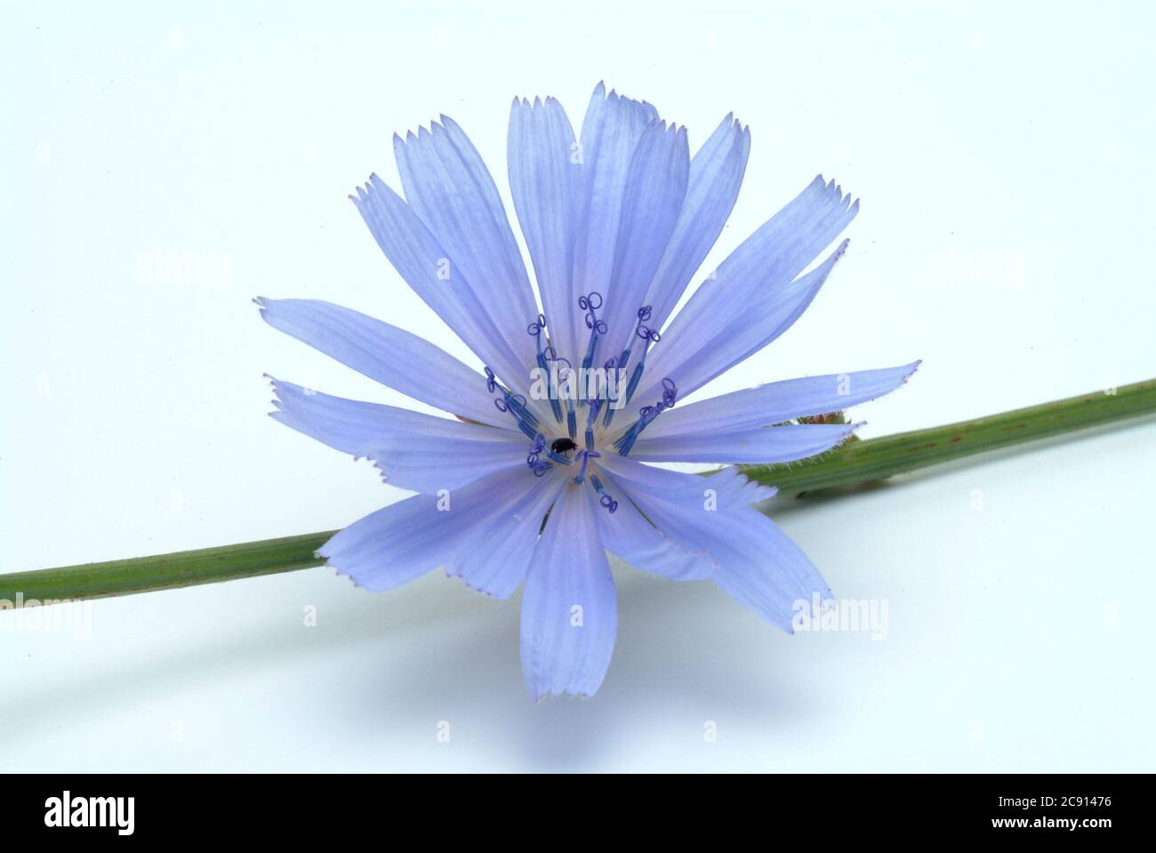 Gemeiner oder gemeiner Zichorie, Cichorium intybus) und Zichorie. Diese Pflanze wird seit dem Mittelalter zur Herstellung von Arzneimitteln verwendet. In Kräutermedian Stockfoto