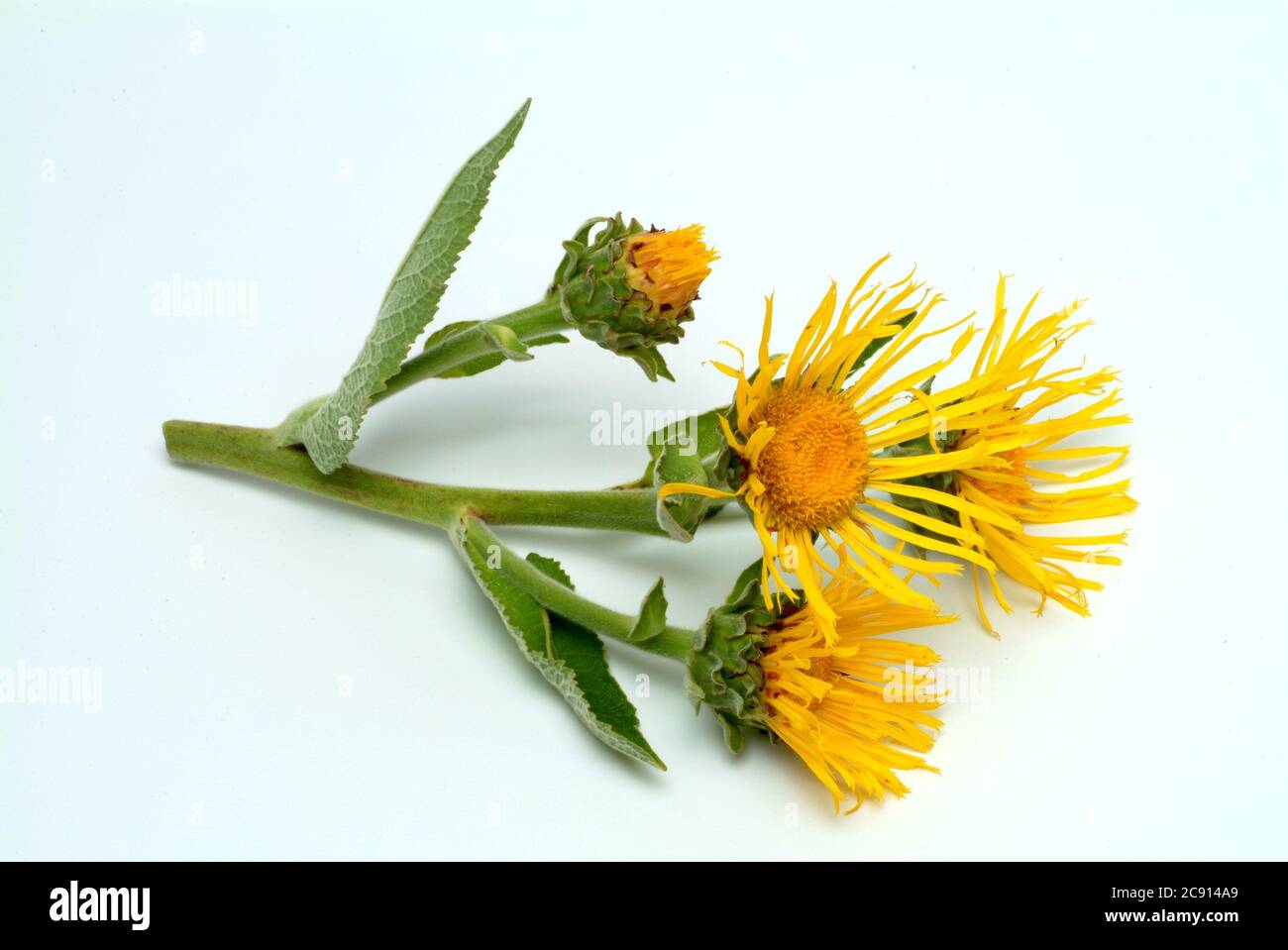 Elektampan, Inula helenium. Elektampan wird seit der Antike als Heilpflanze und aromatische Pflanze verwendet. In der Volksmedizin wird es unter Bedingungen verwendet Stockfoto