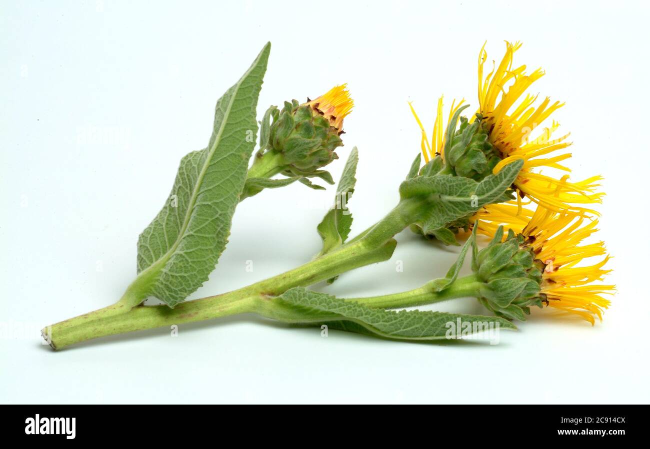 Elektampan, Inula helenium. Elektampan wird seit der Antike als Heilpflanze und aromatische Pflanze verwendet. In der Volksmedizin wird es unter Bedingungen verwendet Stockfoto