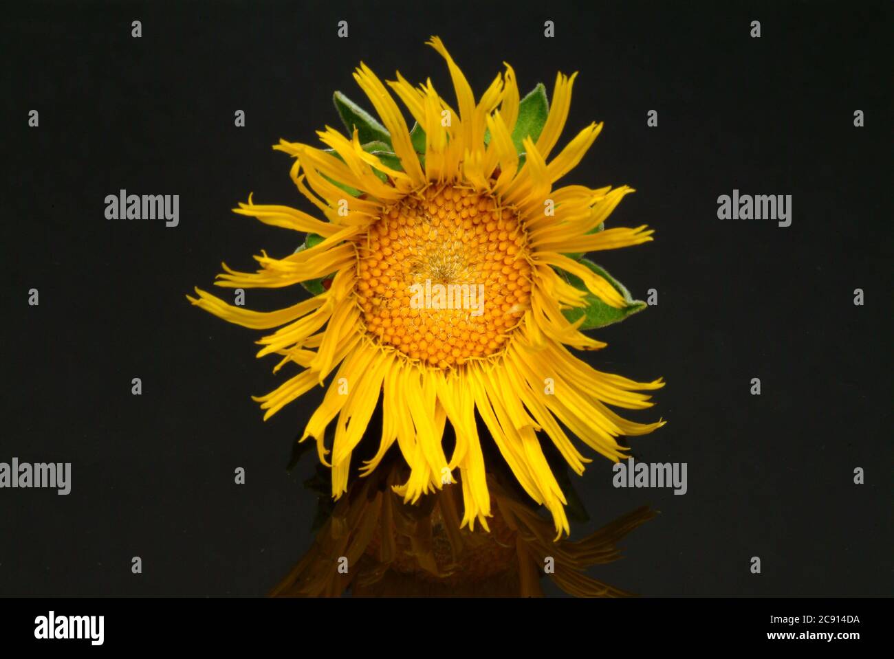 Elektampan, Inula helenium. Elektampan wird seit der Antike als Heilpflanze und aromatische Pflanze verwendet. In der Volksmedizin wird es unter Bedingungen verwendet Stockfoto
