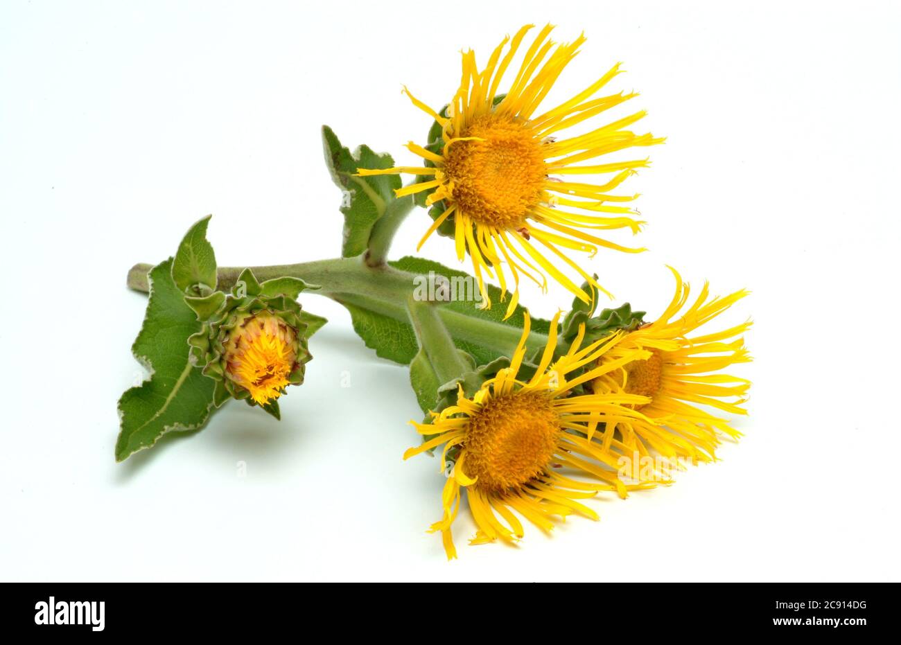 Elektampan, Inula helenium. Elektampan wird seit der Antike als Heilpflanze und aromatische Pflanze verwendet. In der Volksmedizin wird es unter Bedingungen verwendet Stockfoto