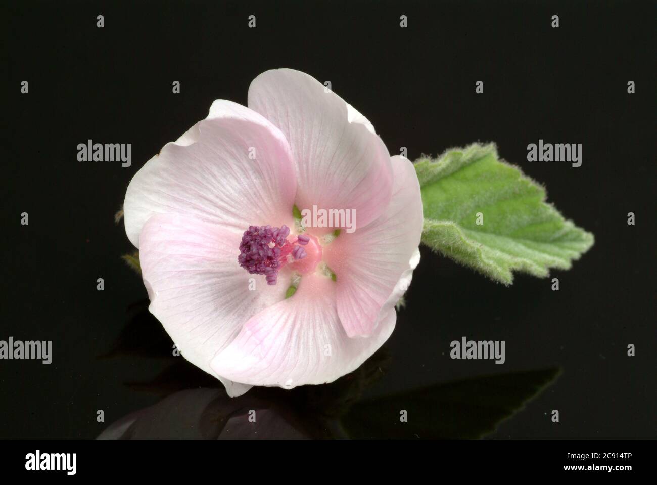 Marshmallow, Allthea officinalis, auch Drug-Marshmallow genannt. Heilpflanze: Verschiedene Präparate werden für Entzündungen von Mund und Kehle verwendet Stockfoto