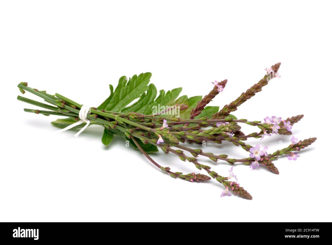 Verbena officinalis, Verbena officinalis, auch Ragweed, Katzenblut, sagen Kräuter oder Kräuterwunsch, ist eine Pflanze, die zur Gattung der Verbena gehört. Stockfoto