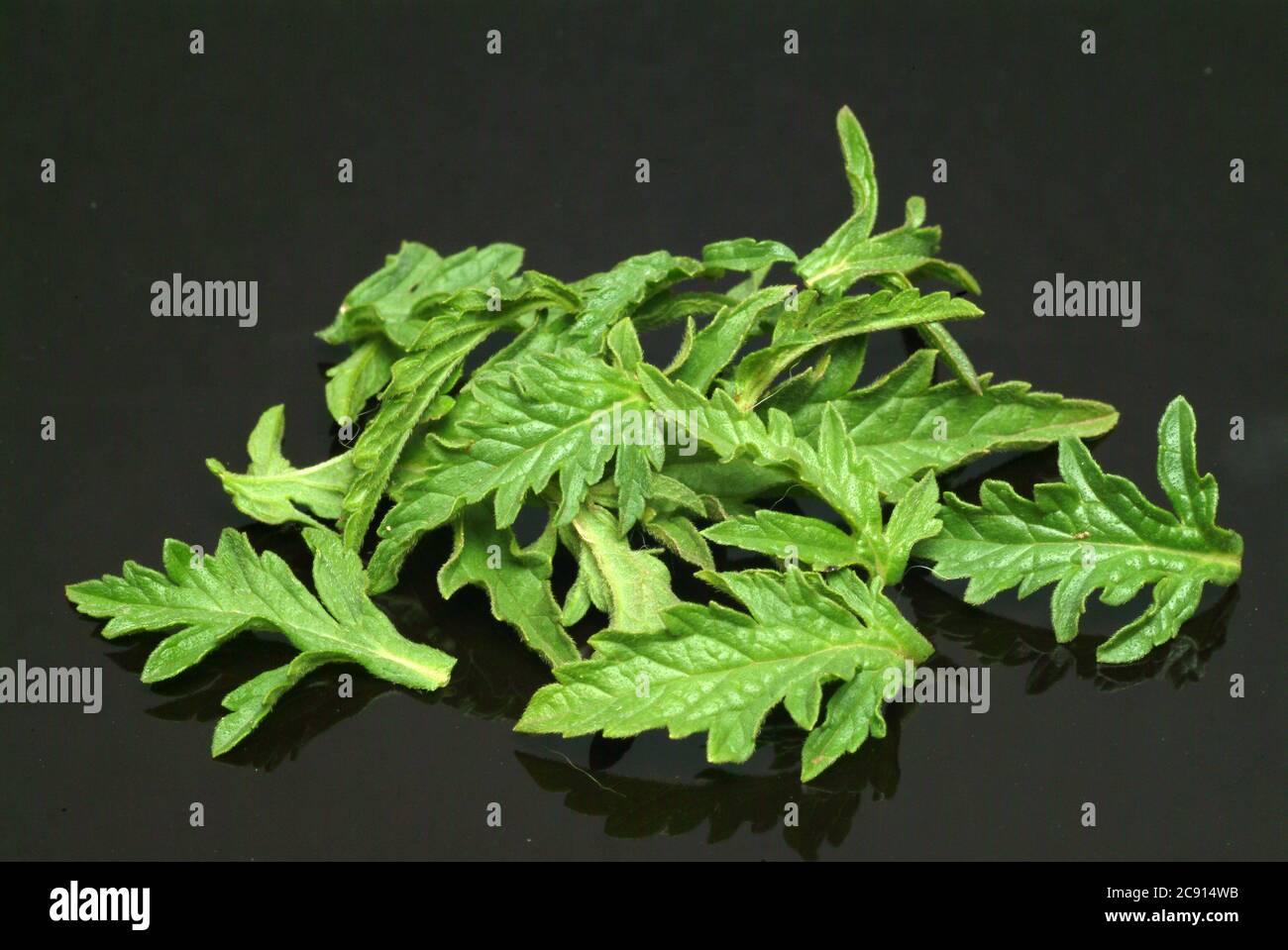 Verbena officinalis, Verbena officinalis, auch Ragweed, Katzenblut, sagen Kräuter oder Kräuterwunsch, ist eine Pflanze, die zur Gattung der Verbena gehört. Stockfoto