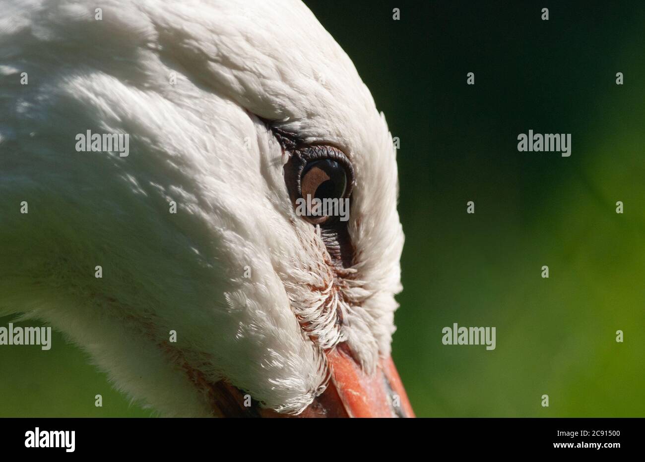 Schöne Storchauge Nahaufnahme in einem Sommertag Stockfoto