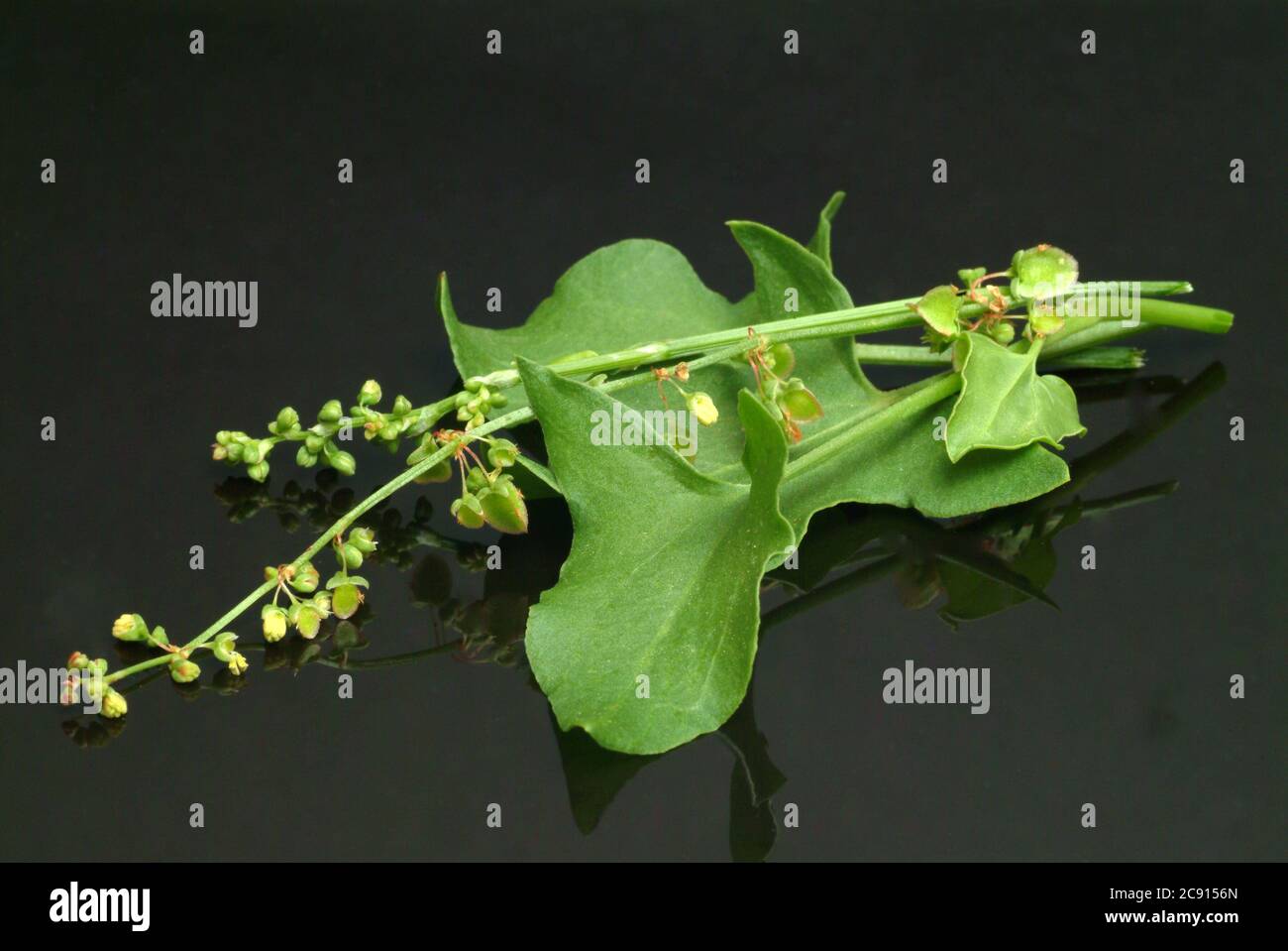 Schildsorrel, Rumex scutatus. Der Schilddock ist reich an Vitamin C und Calciumoxalat. Er wurde als officinaler Herba romana benutzt. Es wird auch als Gewürz verwendet Stockfoto