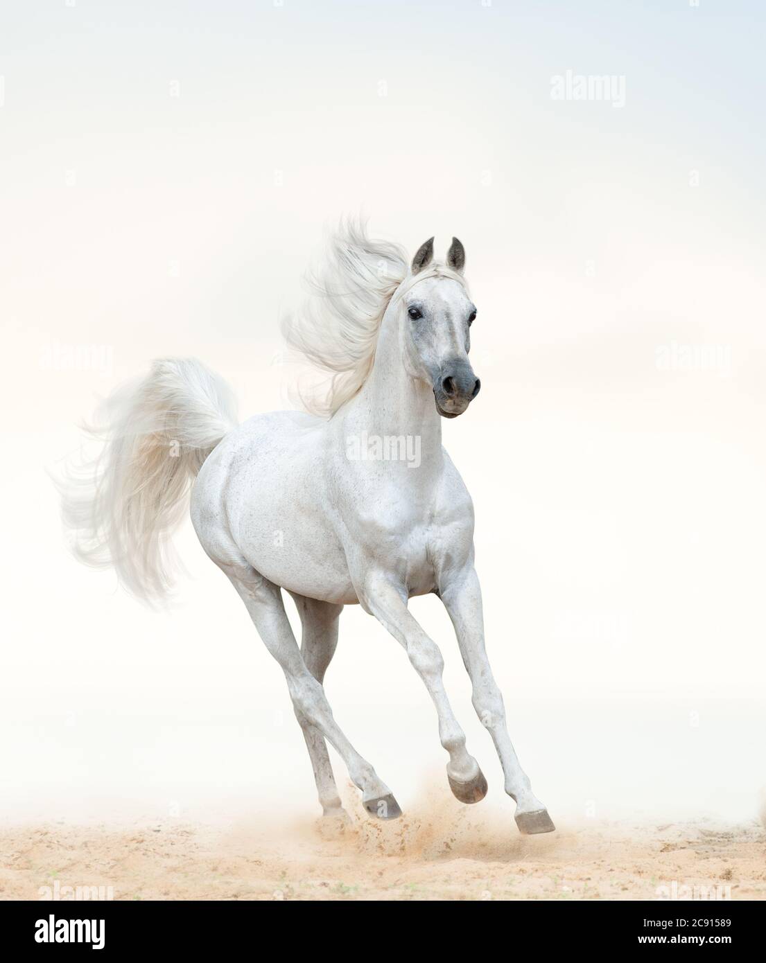 Schöner arabischer Hengst, der auf Freiheit läuft. Pastelltöne. Weißes arabisches Pferd am Meer. Galoppierendes weißes Pferd Stockfoto