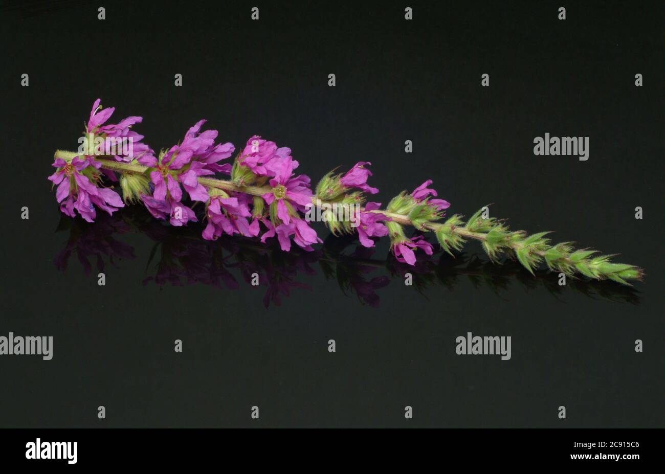 Gewöhnlicher Loosestreif, Lythrum salicaria. Der Loosestraf wird seit der Antike als Heilpflanze verwendet. Als Heilmittel Blüten und das Rhizom o Stockfoto