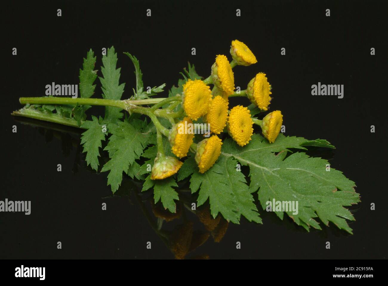 'Tansy, vulgare Tanacetum, SYN .: Chrysantheme vulgare, tansy. Früher wurde der Tangy bei Wurmkrankheiten eingesetzt; Extrakte aus dem Tangy können hemmen Stockfoto